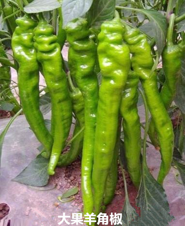 卫辉哪里卖皱皮螺丝椒苗,长垣大果虎皮青椒苗2026