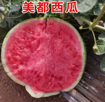 石阡哪有育美都西瓜苗的,德江嫁接西瓜苗厂家2026